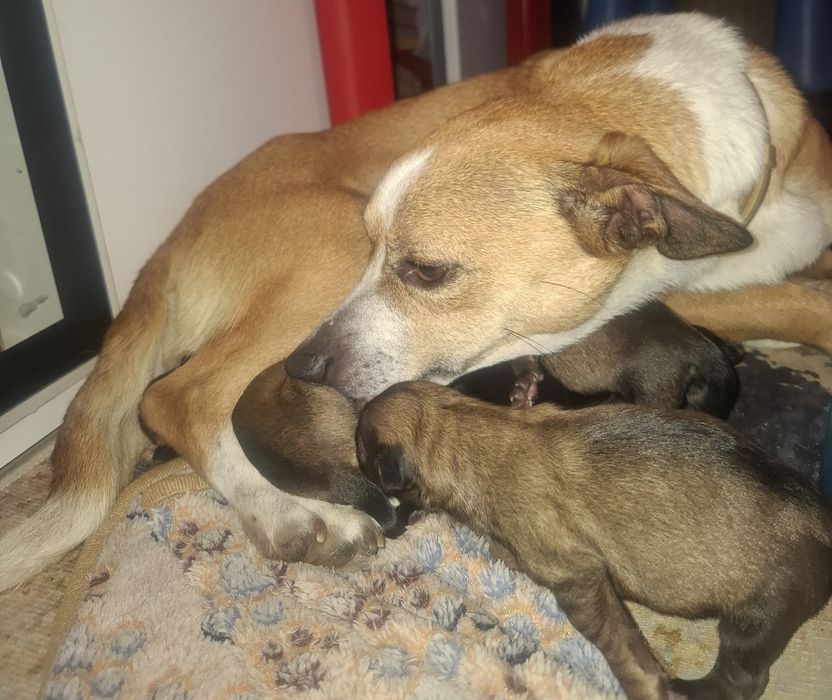Pieski do adopcji! Oddam pieski szczeniaki za ok. 6-8 tyg.