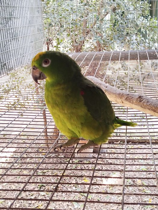 Fêmea ochrocephala adulta