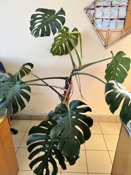 Вазон монстера