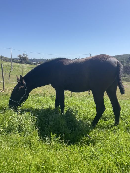 PSL preto 2 anos e meio