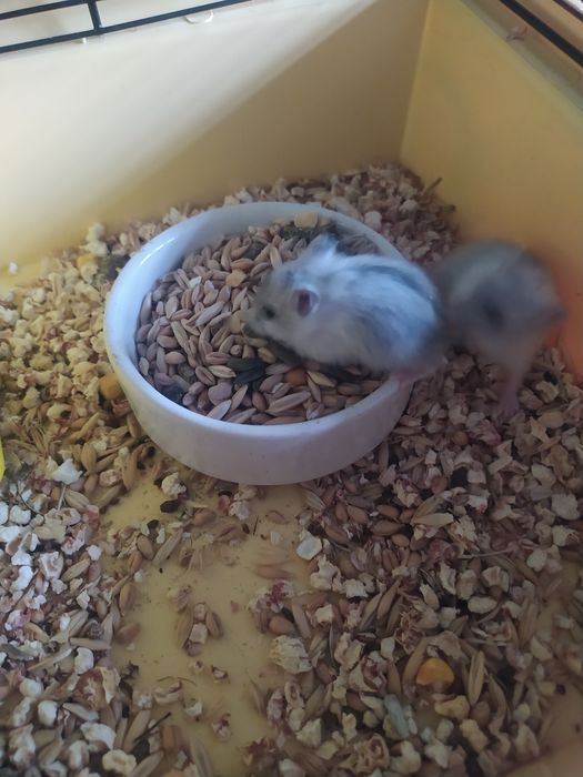 Джунгарский хомяк