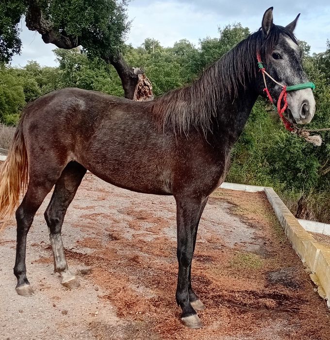 Poldro puro sangue lusitano