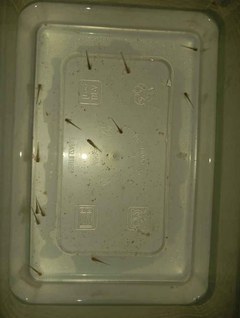 Axolotes recém nascidos