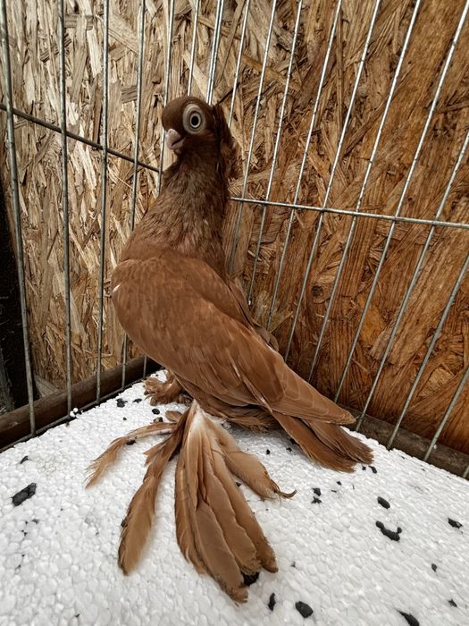 Wywrotek Mazurski samczyk 24r