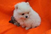 Szpic miniaturowy pomeranian