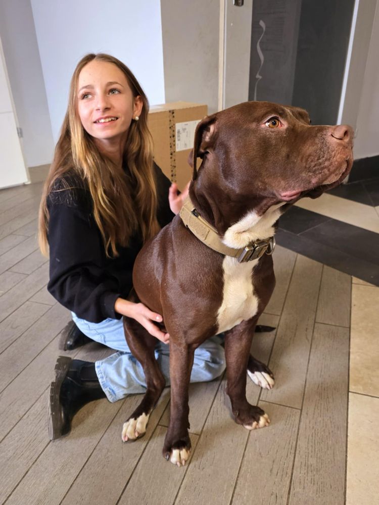 Cudowny Pit bull  red nose Magnus