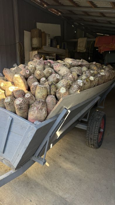 Кормовий буряк 4грн