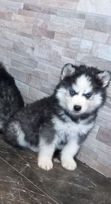Siberian Husky Rodowodowy Szczeniak  piesek
