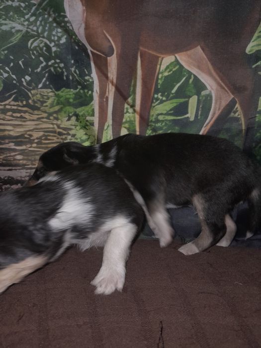 Колли с документами КСУ