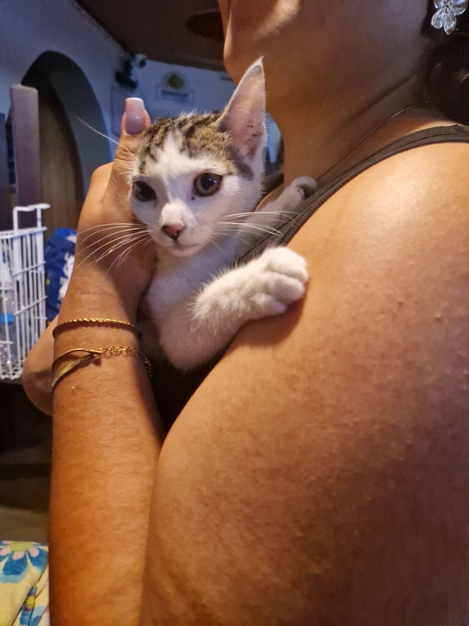 Gatinha 2,5 meses, meiga, resgatada de motor de carro ADOÇÃO