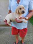 Labrador szczeniak piesek!