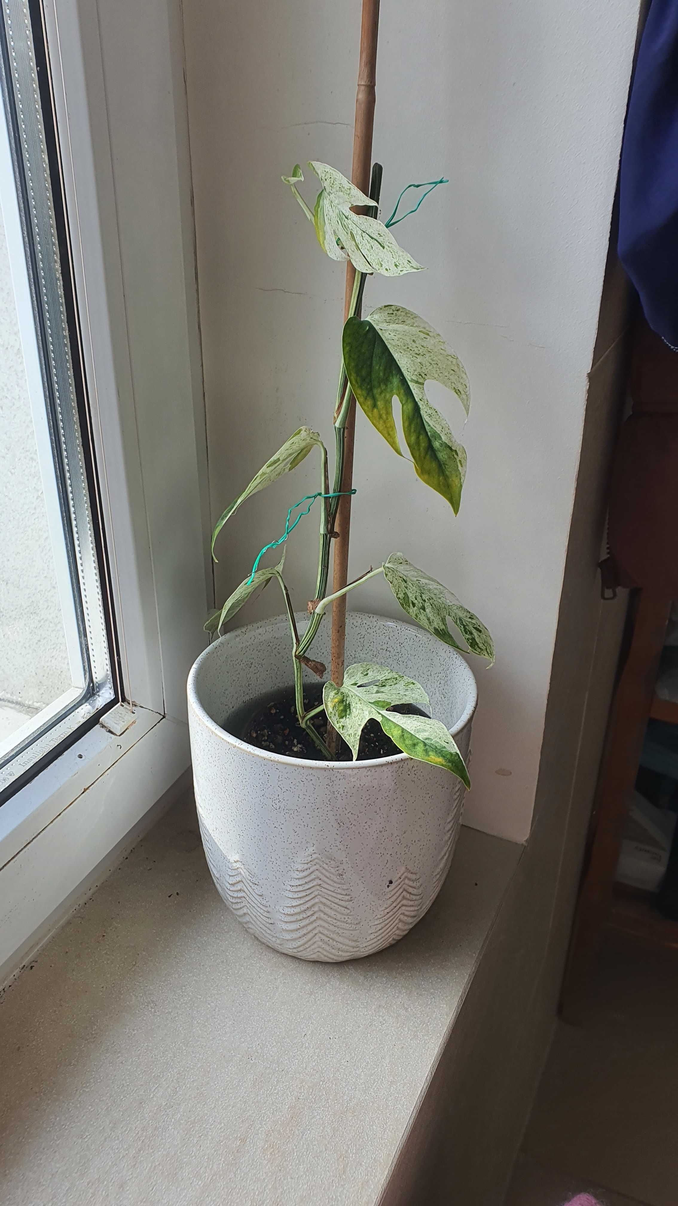 Epipremnum pinnatum marble variegata