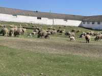 Продам Вівці 50грн/кг живої ваги
