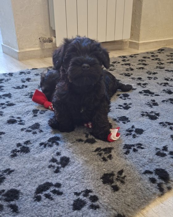 Sznaucer Miniaturowy