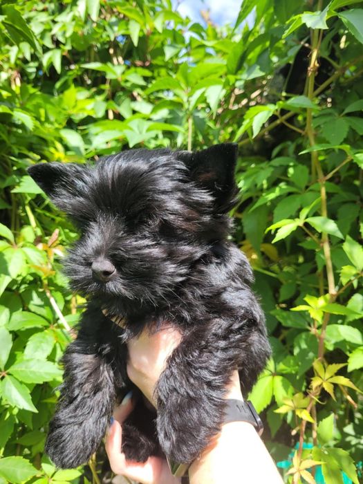 Yorkshire Terrier szczeniak