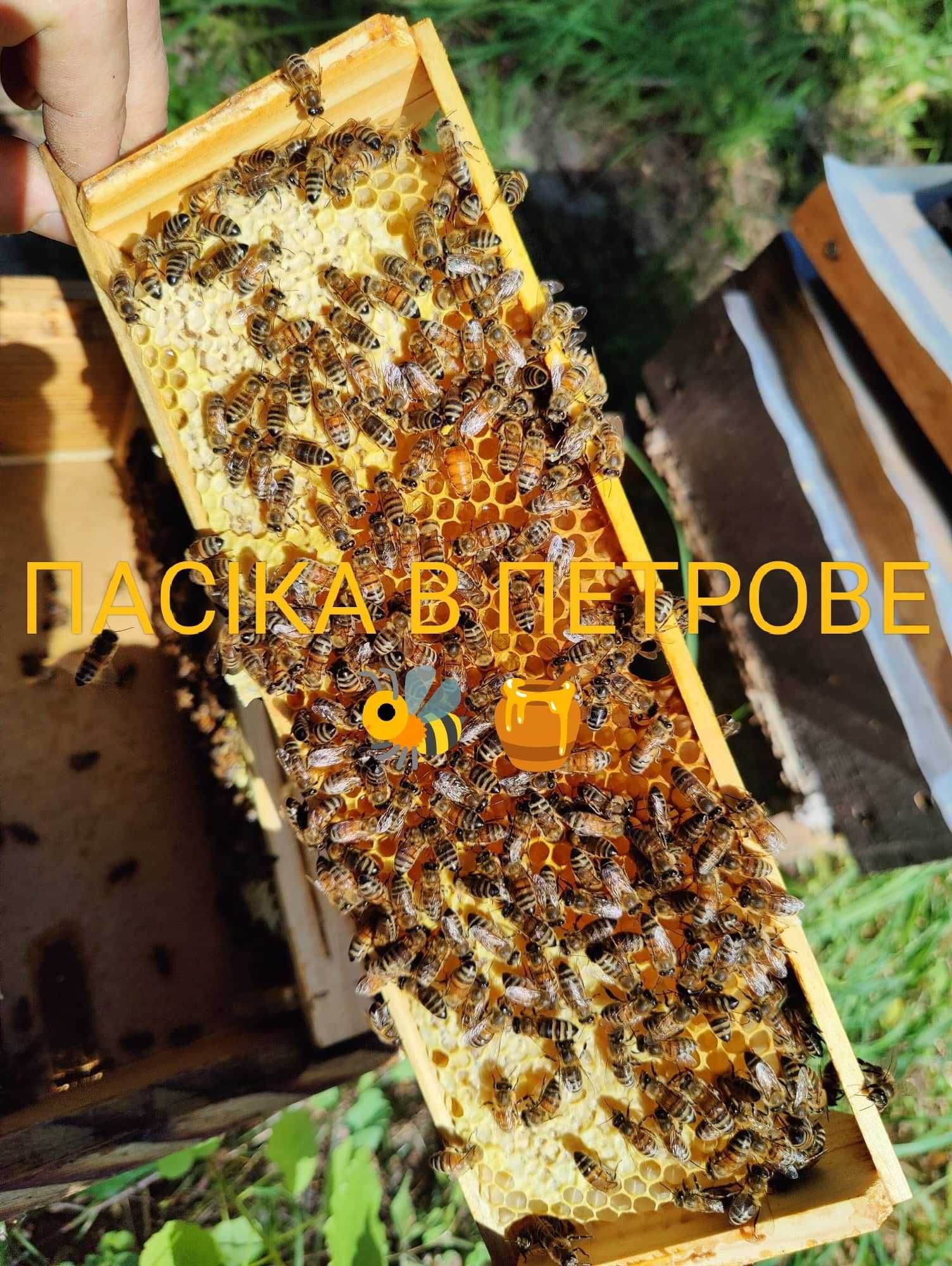 Найсмачніший Стільниковий МЕД, Ukrainian Cellular Honey