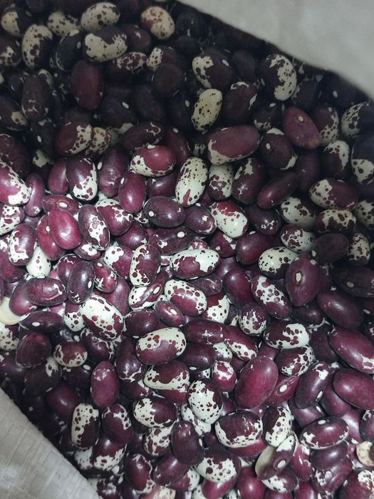 Продам квасолю Ластівка