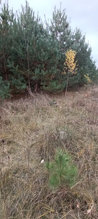 Продам  ділянку Іванівка, будинок пристарілих.