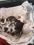 Doação Responsavel de gatinhos(as) ja teem donos!  Guarda portugal. En