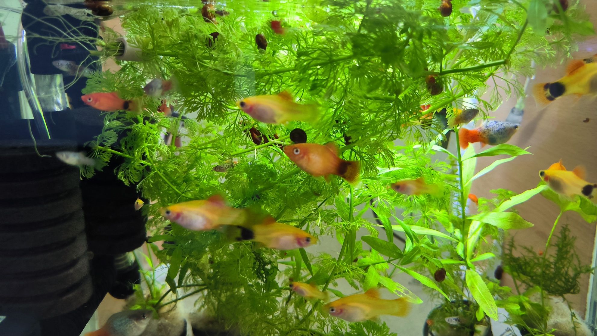 4 Peixes aquário platys