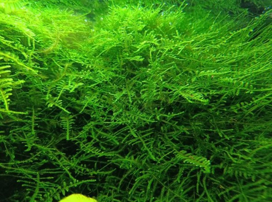 Mech akwariowy akwarium Java Moss Tajwan Tajwan Moss kępka