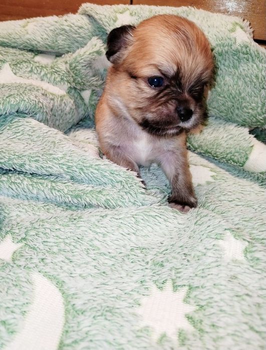 Macho  bebe Chihuahua de pêlo comprido