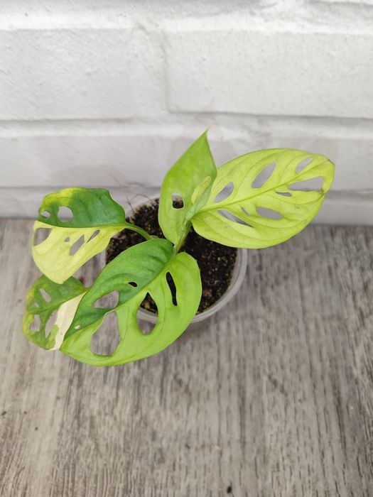 монстера варієгатна колекційні рідкісні monstera adansonii