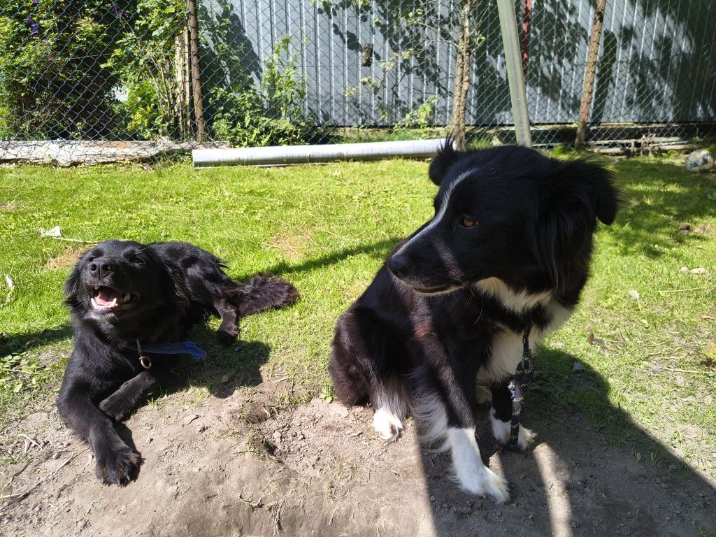 Border collie - suczka mieszaniec