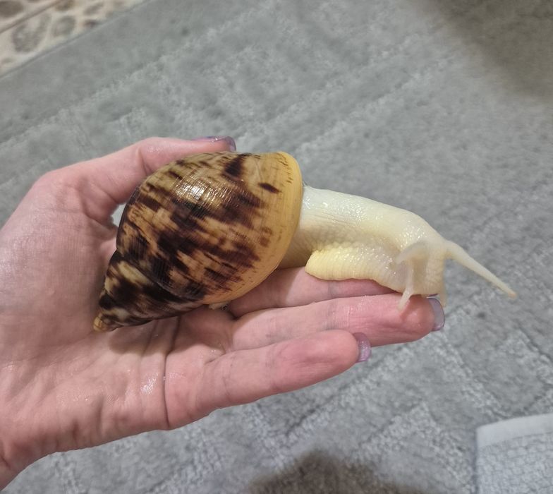 Ахатина ретикулята альбіно боді равлики 3-4 місячні