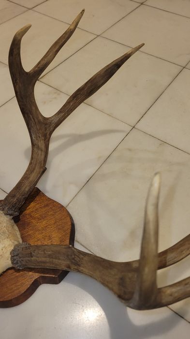 Par cornos de veado