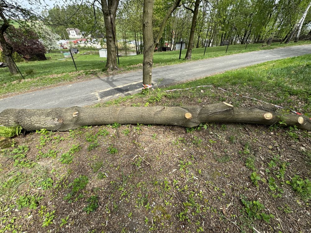 Dąb ok 6m dlugosci 100 cm obwod na wysokosc 150 cm