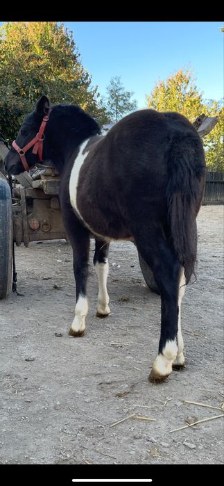 spokojny kucyk dla dzieci