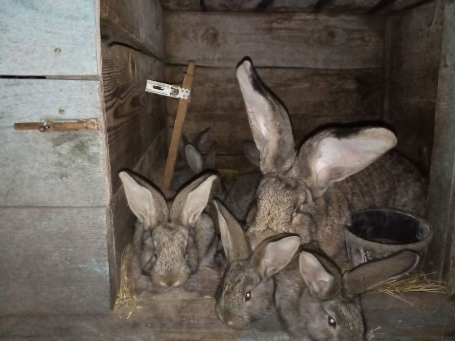 Продам кролі бельгійський велетень фландр.