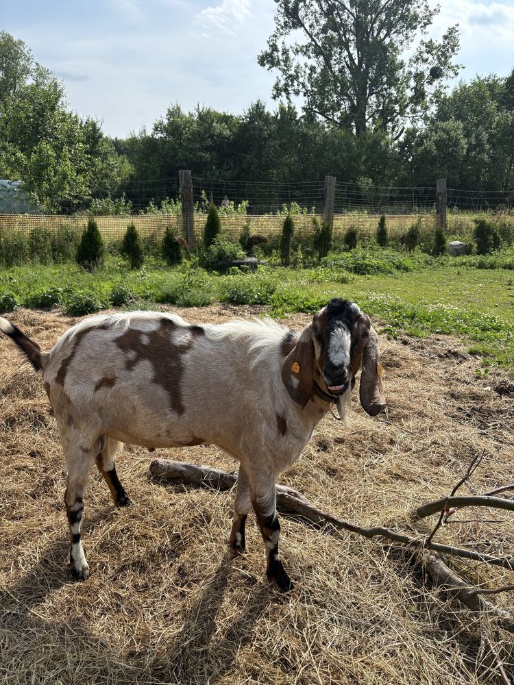 Sprzedam 3 kozy i 1 capa rasa Anglolubijska