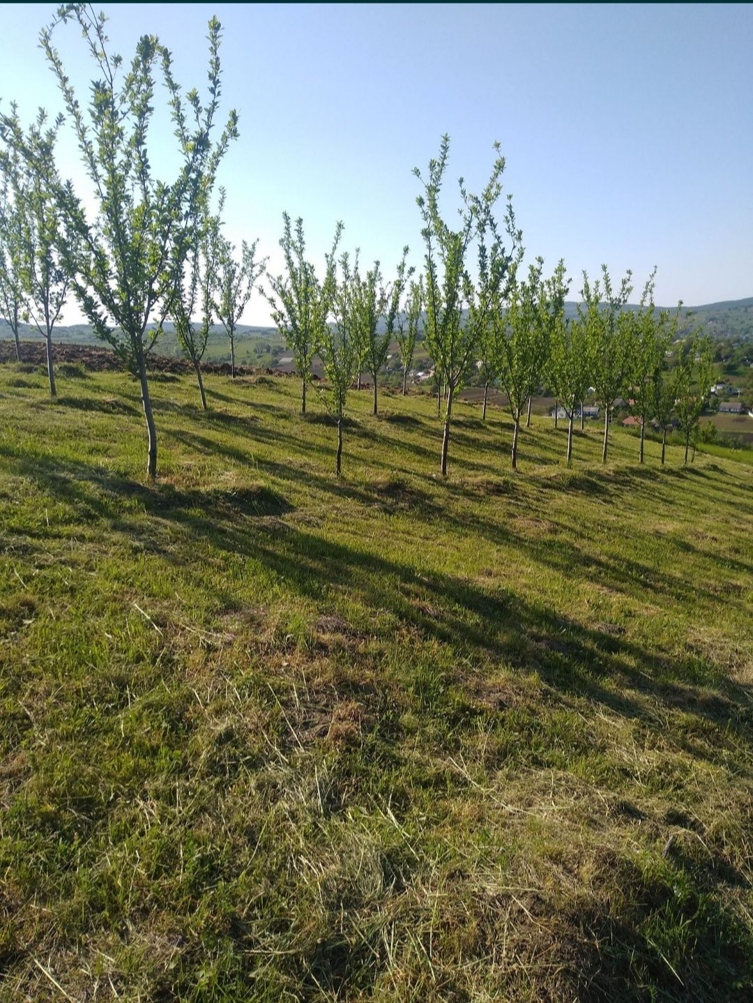 Земельна ділянка