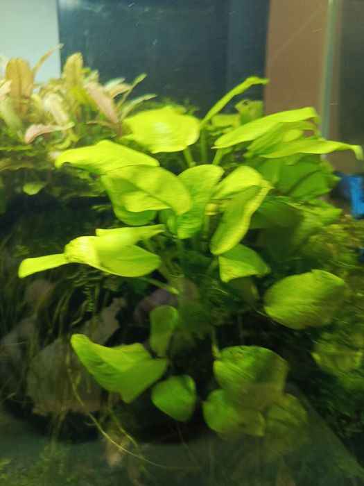 Bucephalandra lub Anubias - Roślina do akwarium