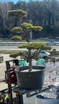 Sosna Banksa formowana drzewo BONSAI /drzewa ozdobne/krzewy formowane/