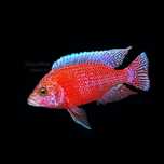 Аулонокара красный дракон Aulonocara fire fish Аквариумные рыбки