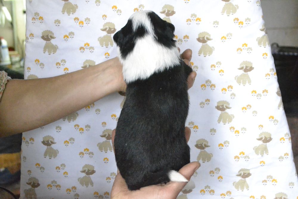 Щенки Бордер Колли КСУ