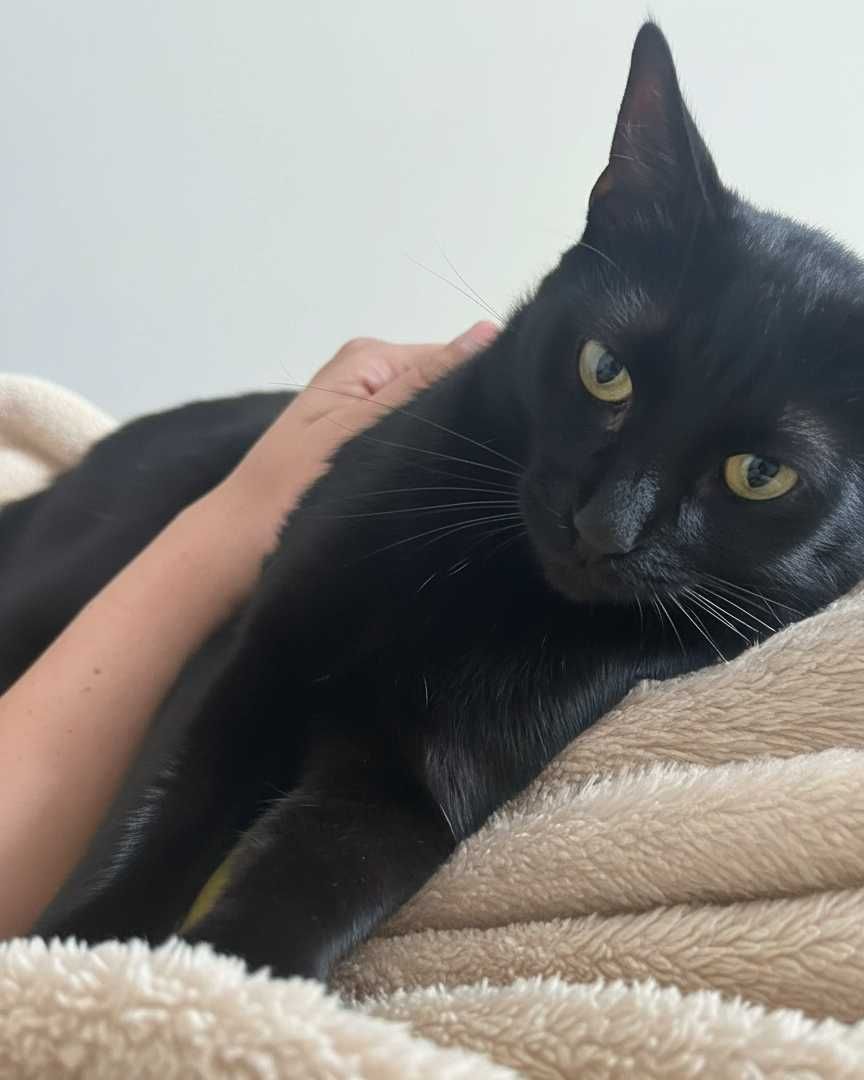 Setúbal / Margem Sul / Lisboa — BEETLEJUICE, gatinho para adoção