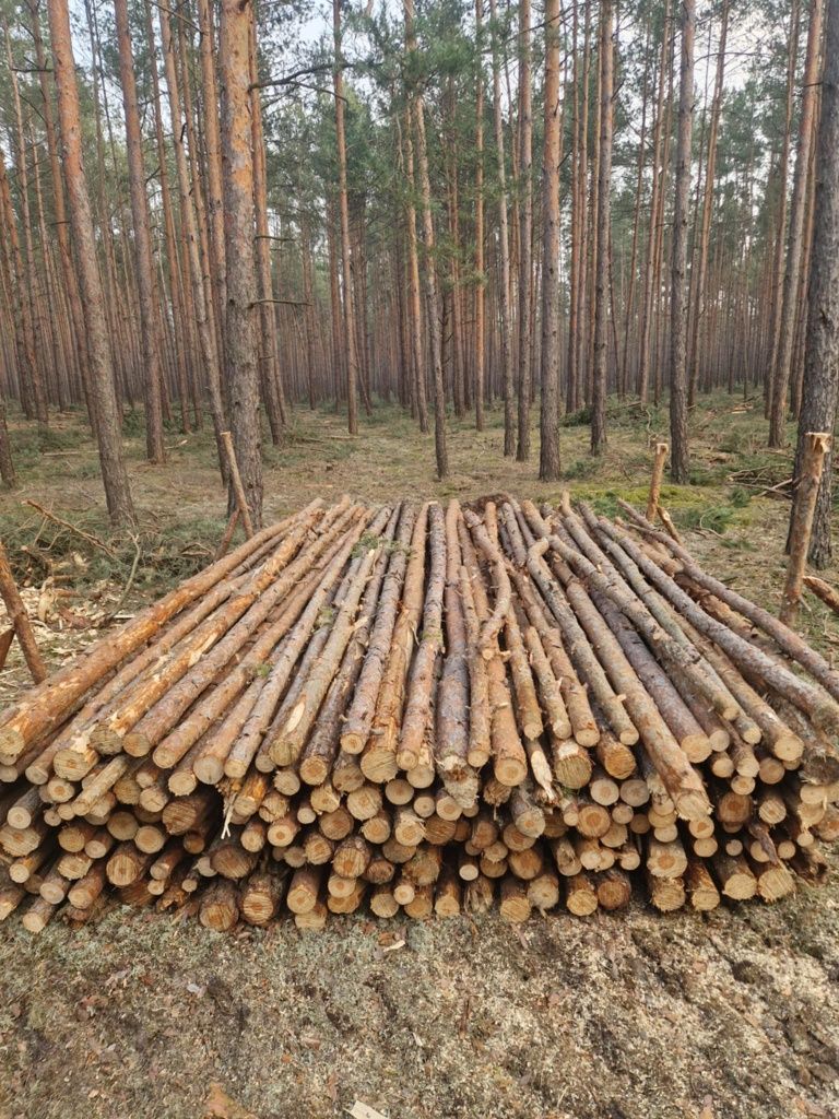 Drewno sosna 95zł za metr