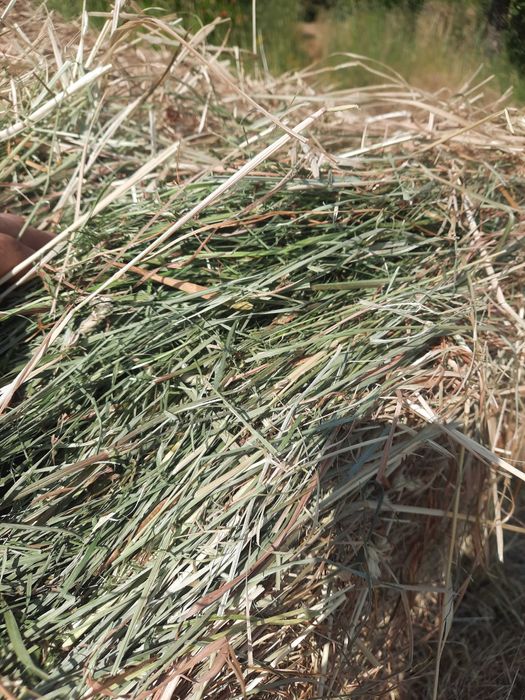 Feno 2025 qualidade extra