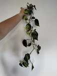 Philodendron Cream Splash