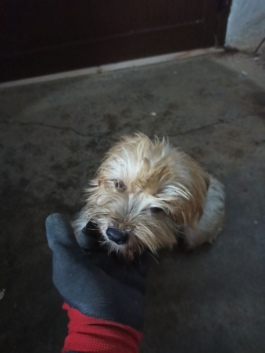 Menina muito meiga para adoção