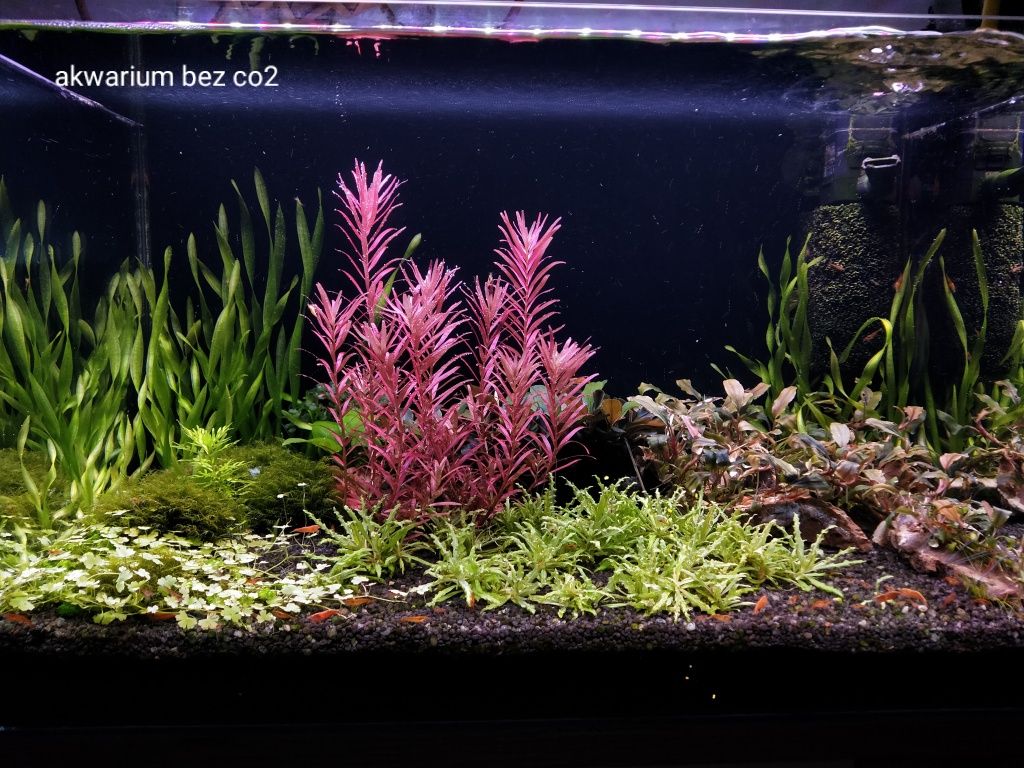 Rotala blood Red Singapur