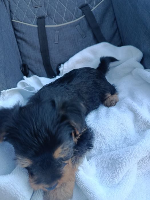 Cachorrinho Yorkshire super fofo