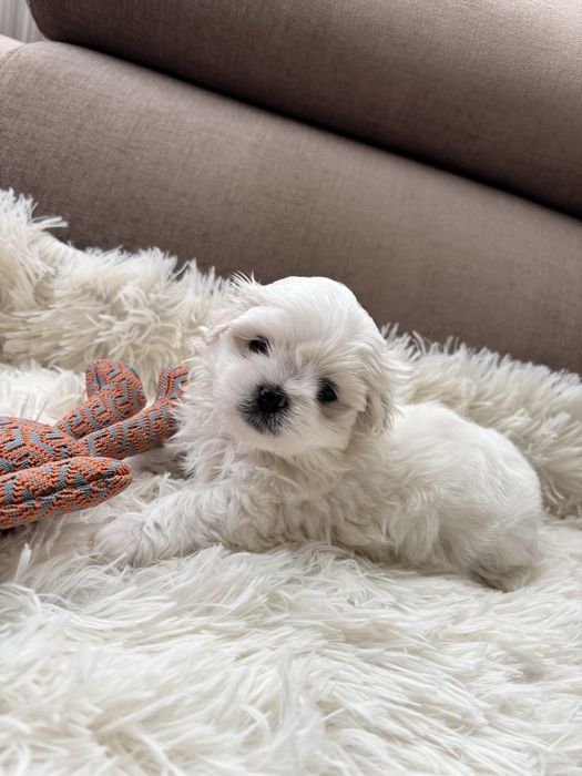 Maltańczyk-maltańczyki.