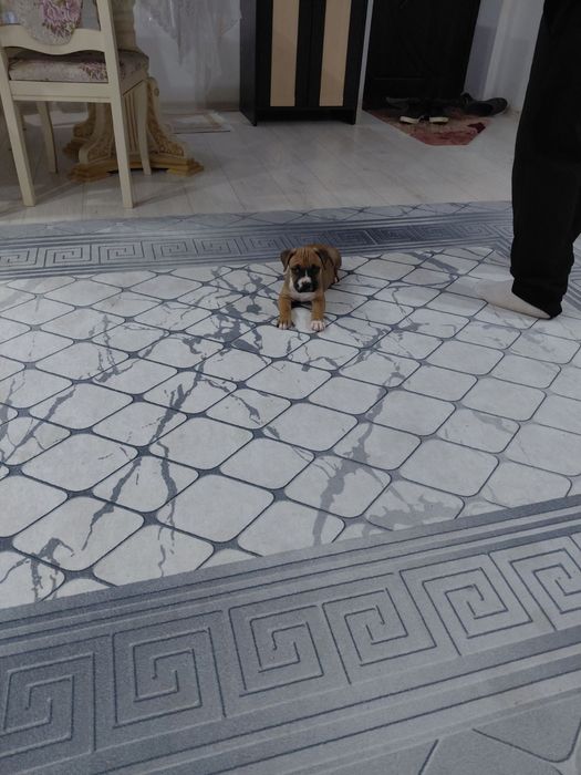 Щенок Стаффордширський тер'єр