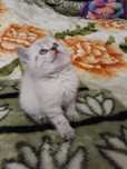 Котик шиншилла поинт золотой