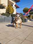 American bully suczka merle 8 miesiecy